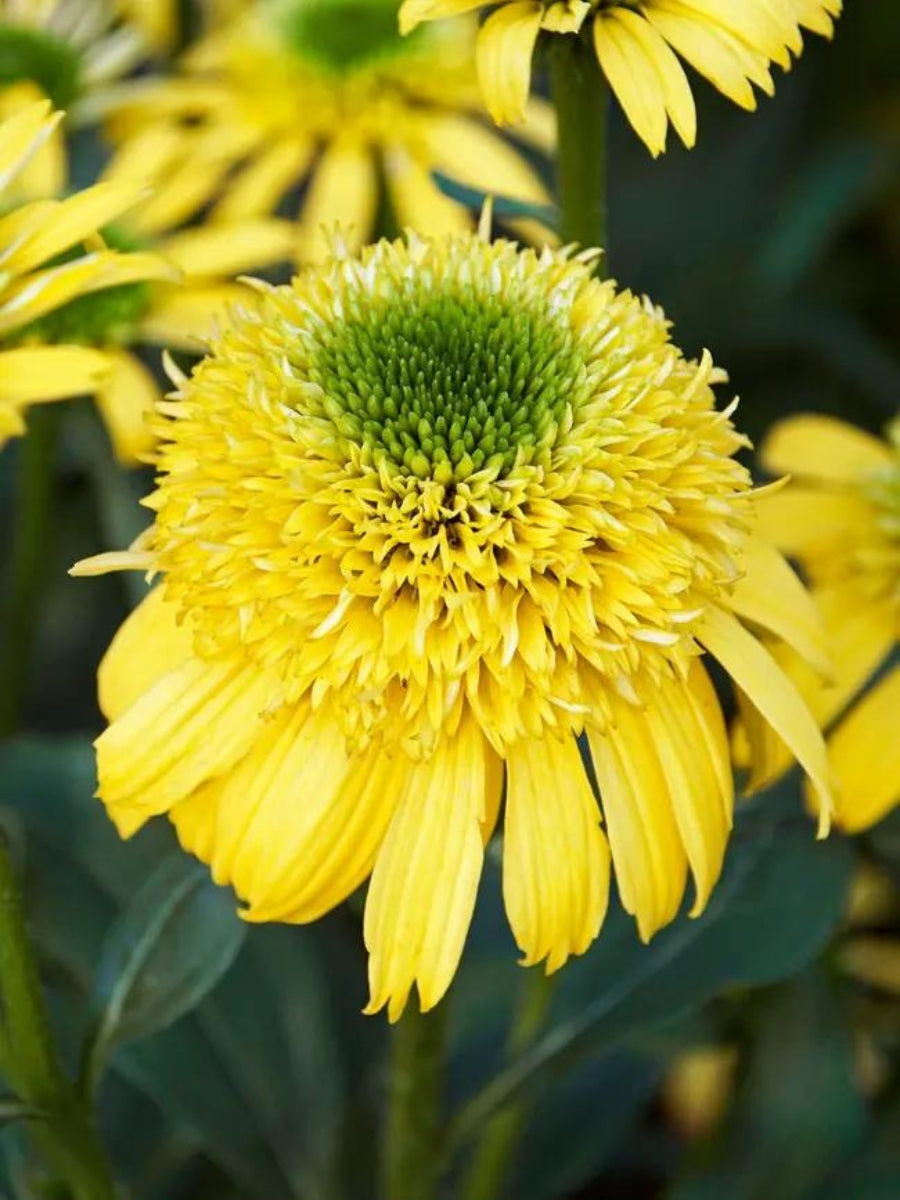 Echinacea 'Sunny Days Lemon' 1G