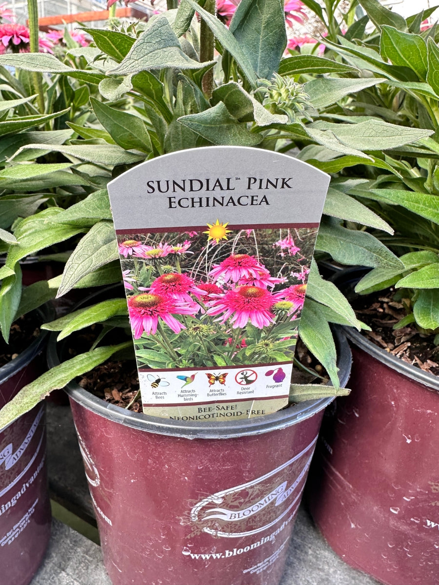 Echinacea Sundial™ 'Pink' 1G