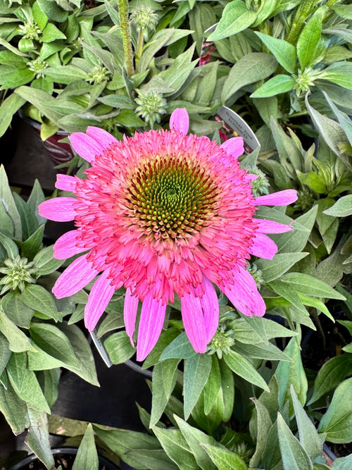 Echinacea Sundial™ 'Pink' 1G