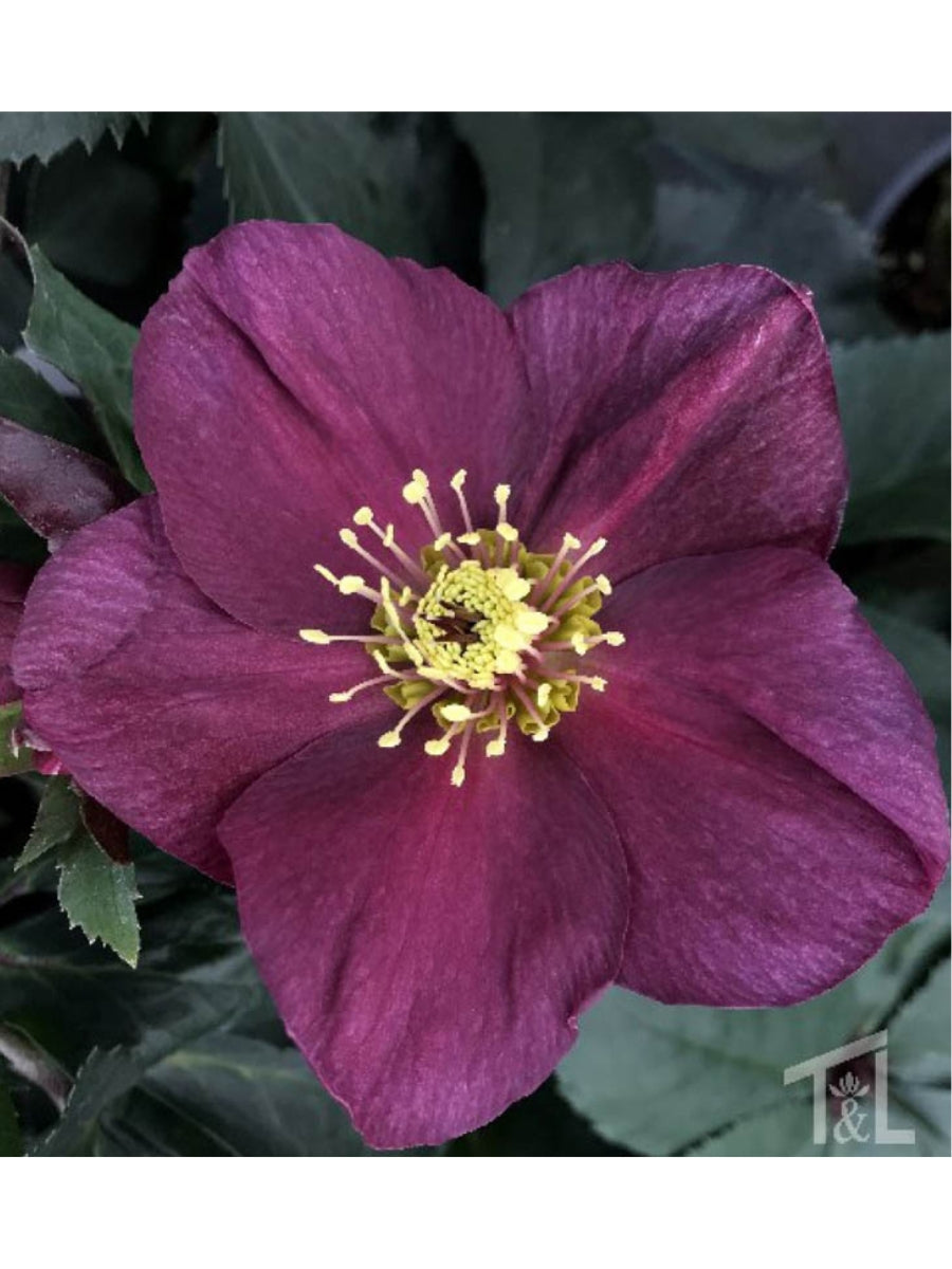 Hellebore Ice N' Roses 'Early Red'