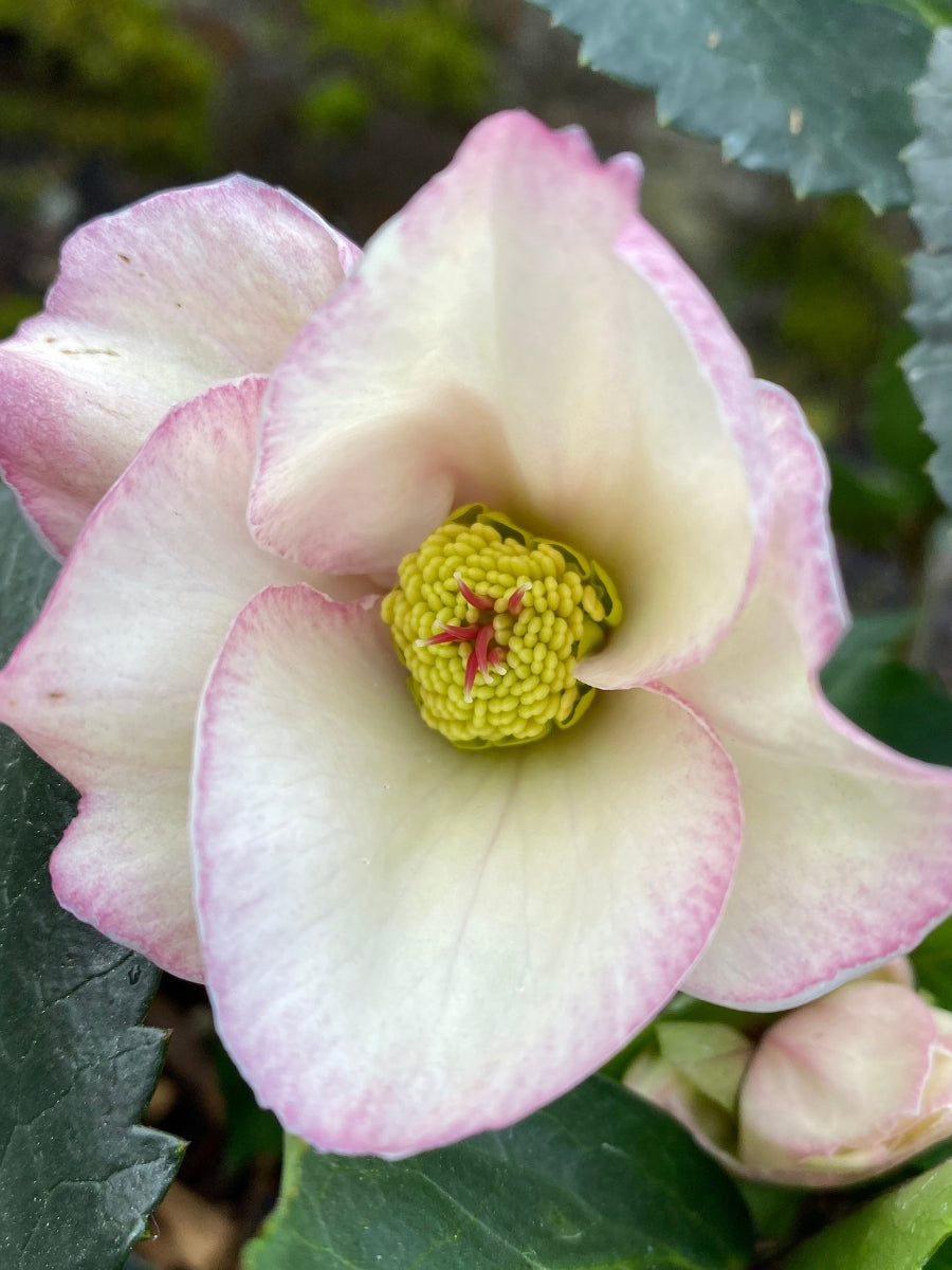 Hellebore Ice N' Roses 'Early Rose' 1G