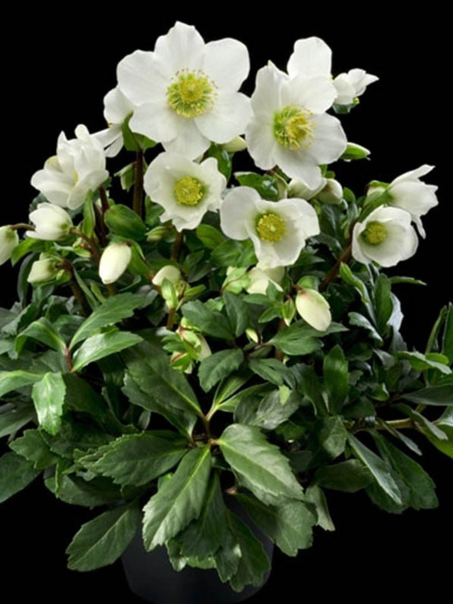 Hellebore Jacob Qt.