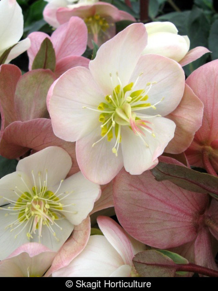 Hellebore 'Mahogany Snow' 1G