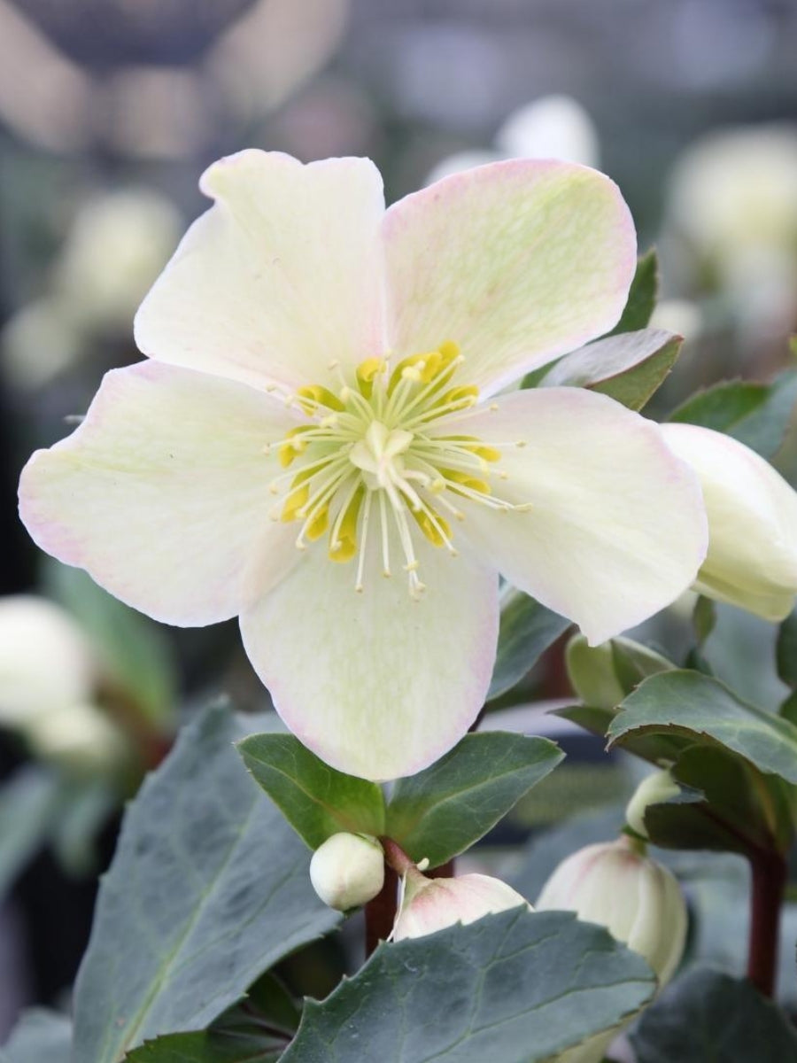 Hellebore 'Mahogany Snow' 1G