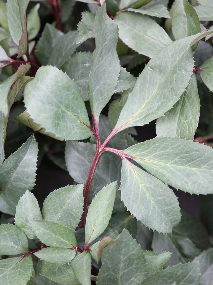 Hellebore 'Pink Frost'