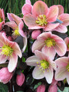 Hellebore 'Pink Frost'
