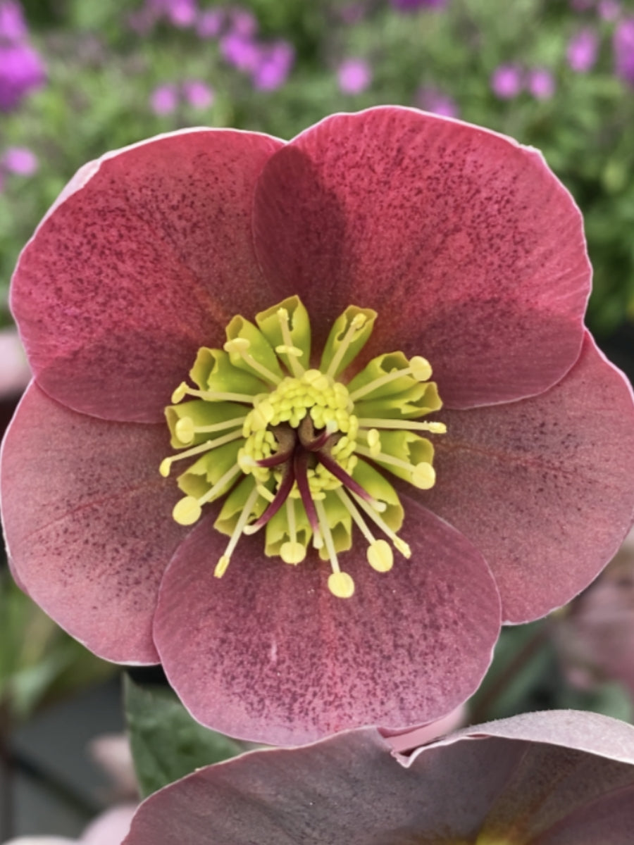 Hellebore Pippa's Purple 1G