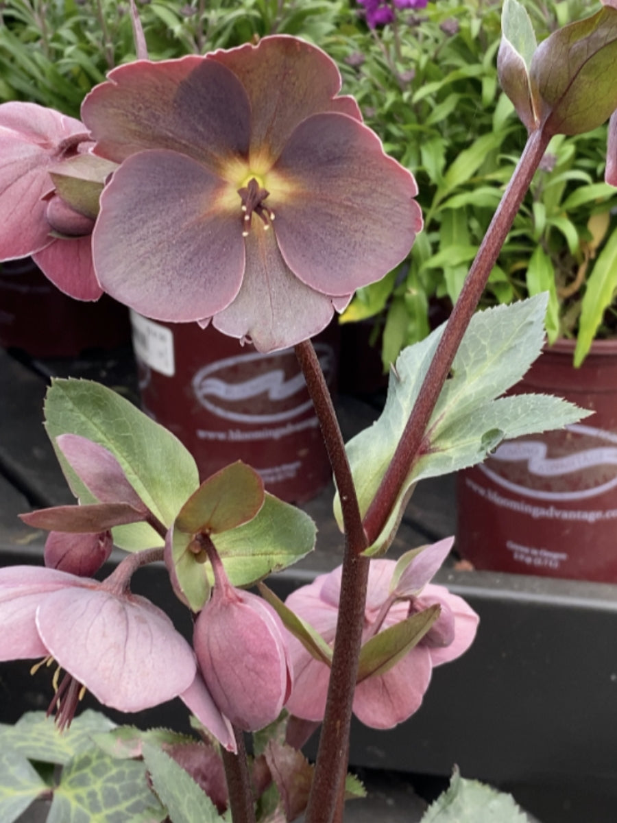 Hellebore Pippa's Purple 1G