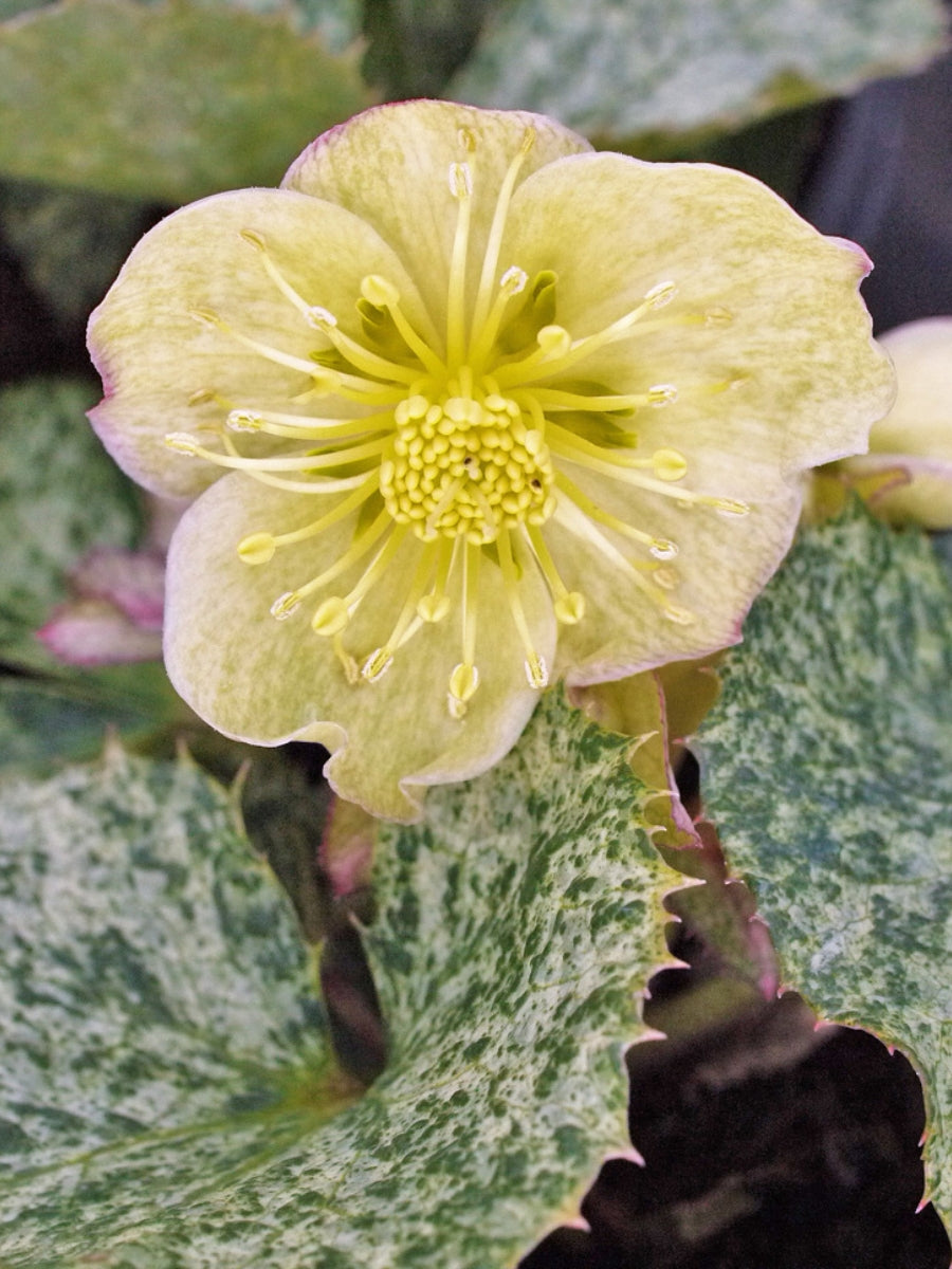 Hellebore 'Snow Fever'