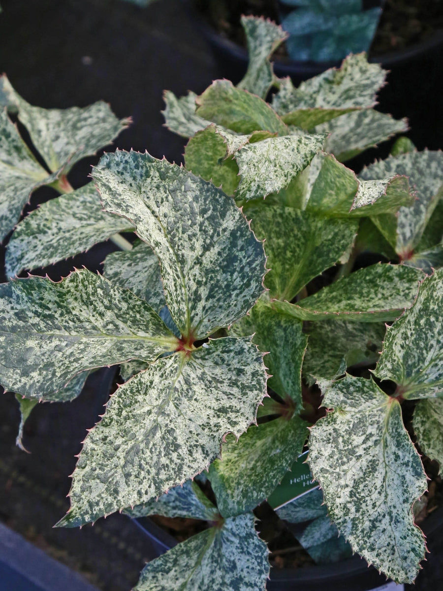 Hellebore 'Snow Fever'