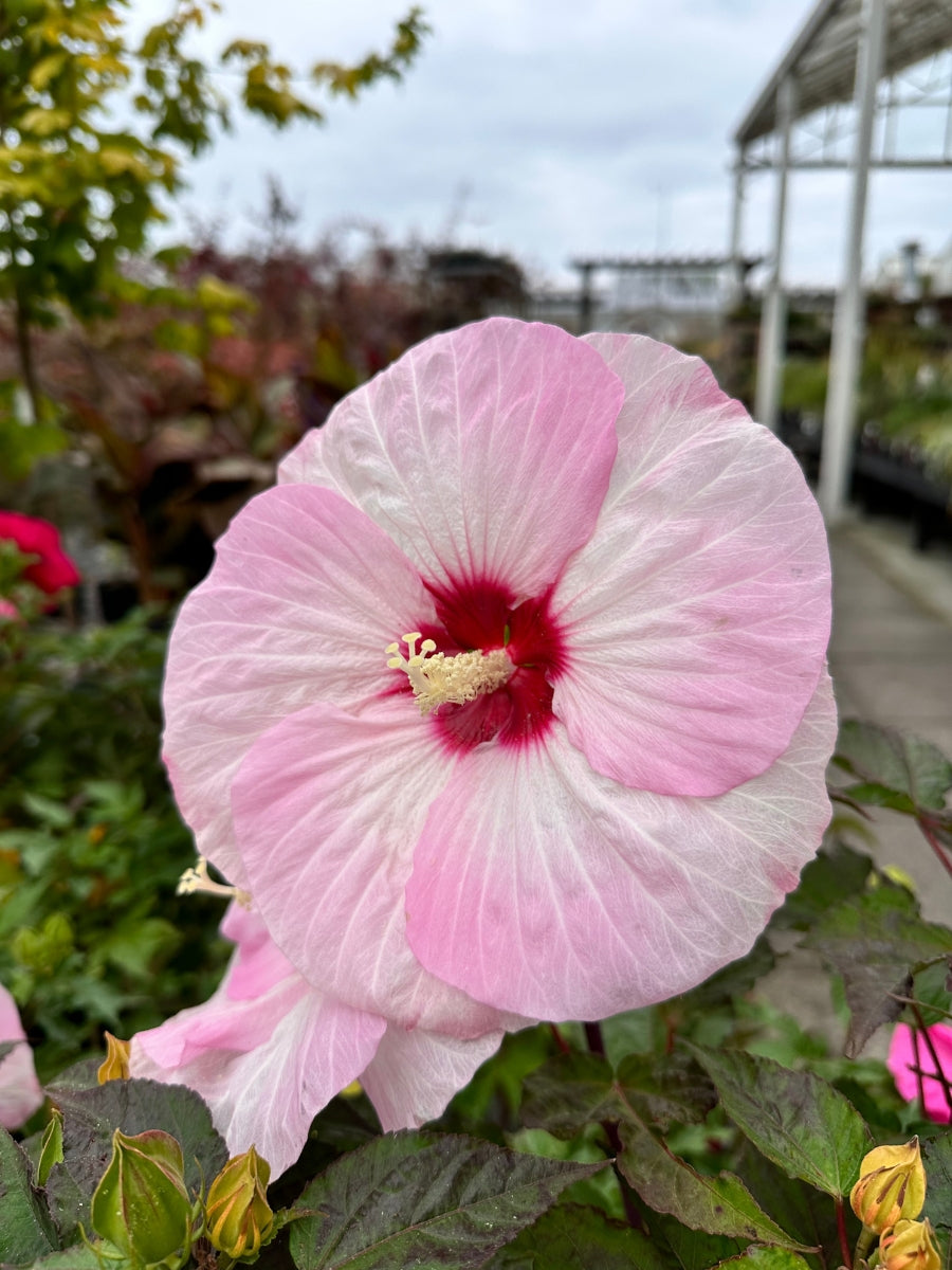 Hardy Hibiscus Summerific® 'Spinderella' 3G