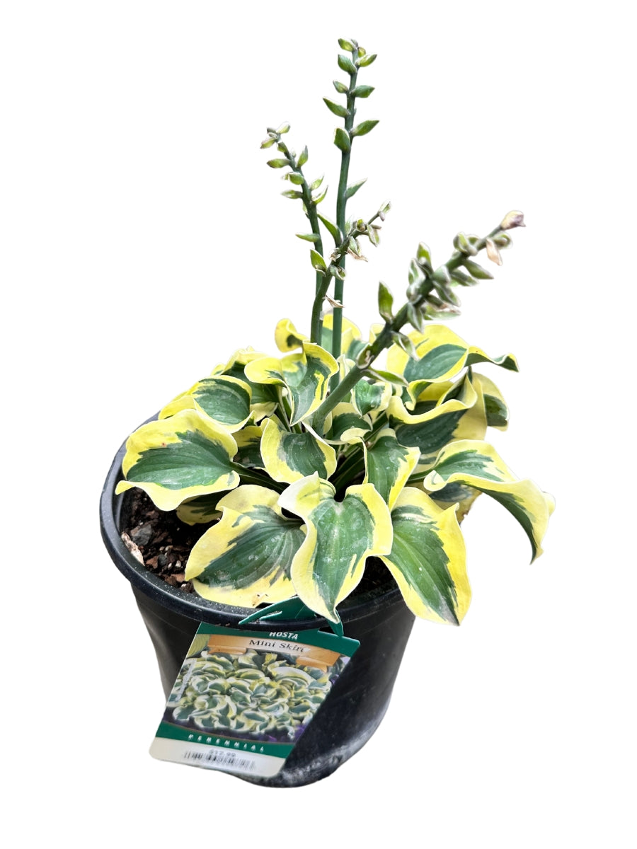 Hosta 'Mini Skirt' 1G