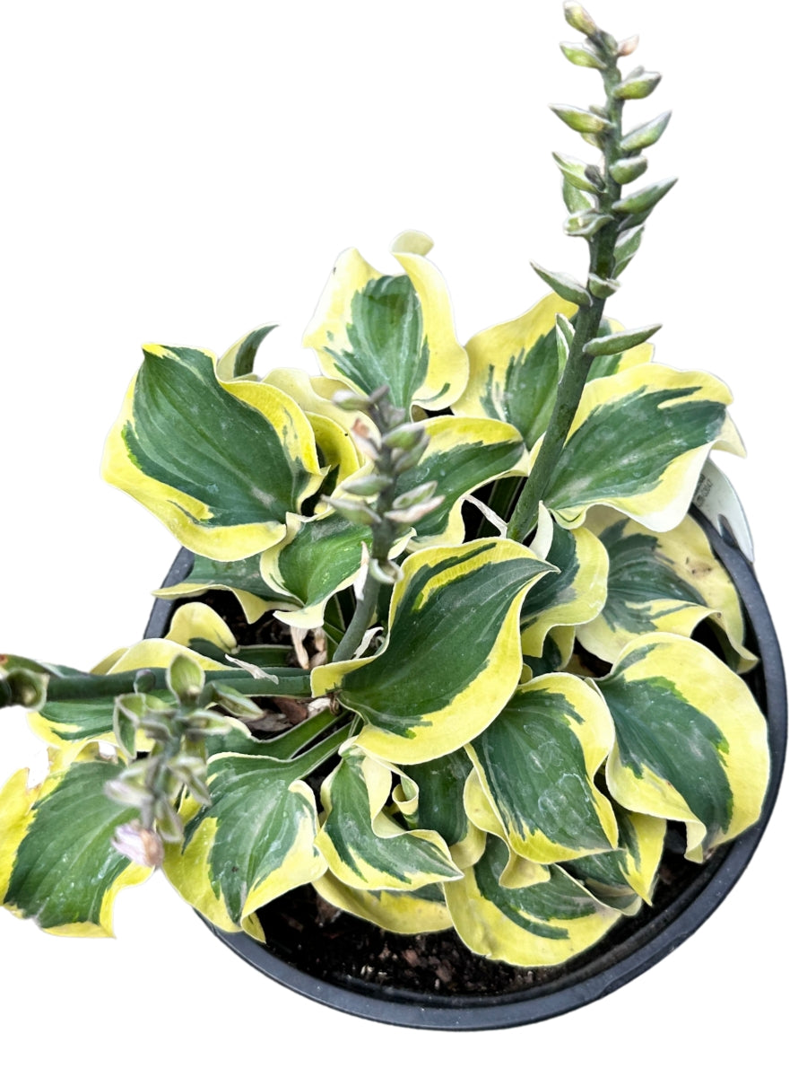 Hosta 'Mini Skirt' 1G