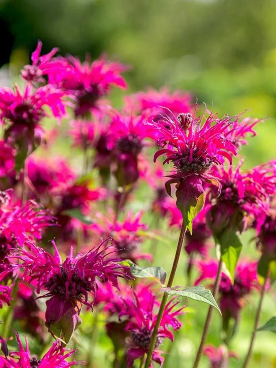 Monarda Bee Balm'Raspberry Wine' 1G