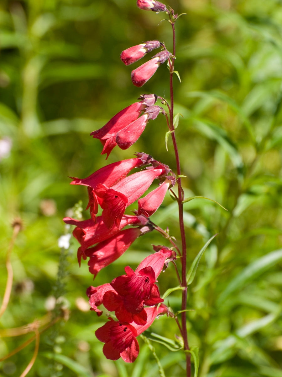 Penstemon 'Firebird' 1G