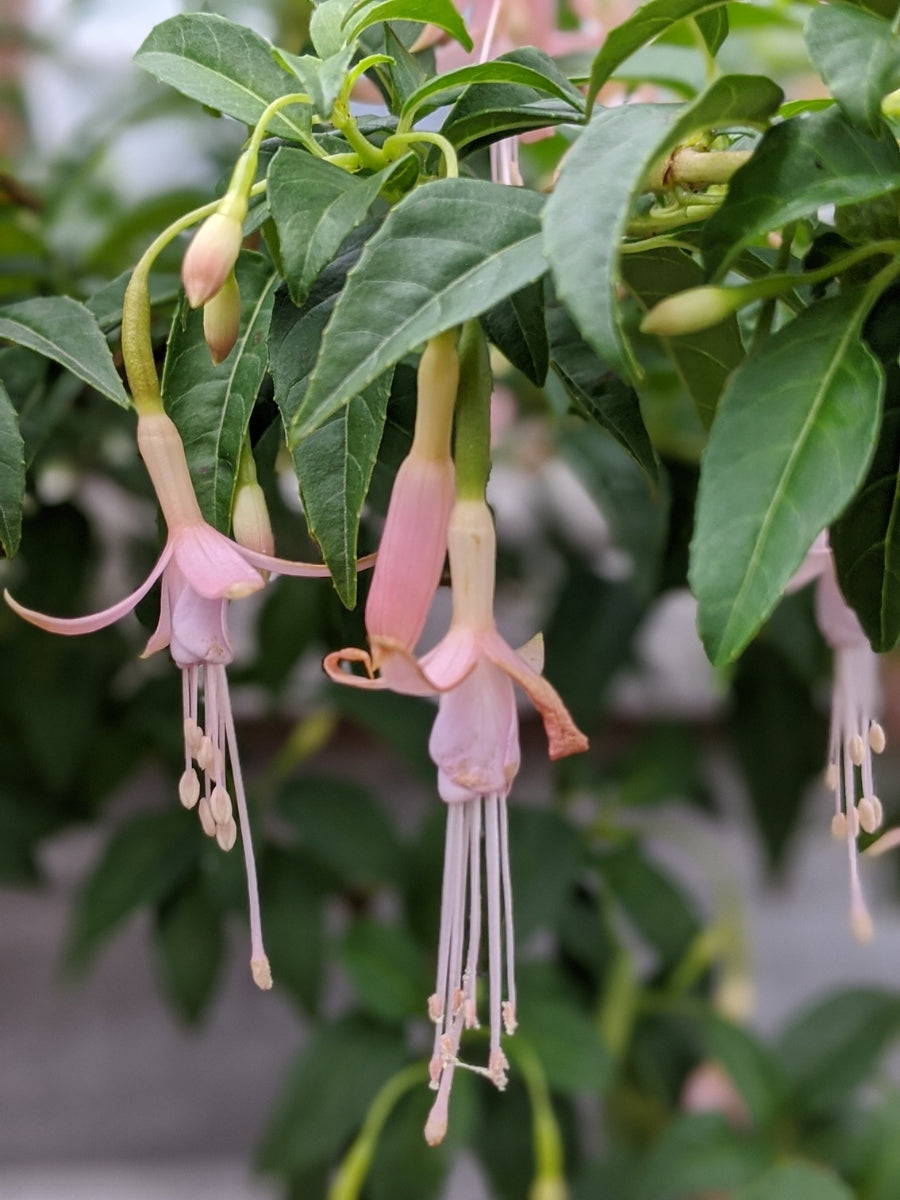 Watson's Greenhouse 