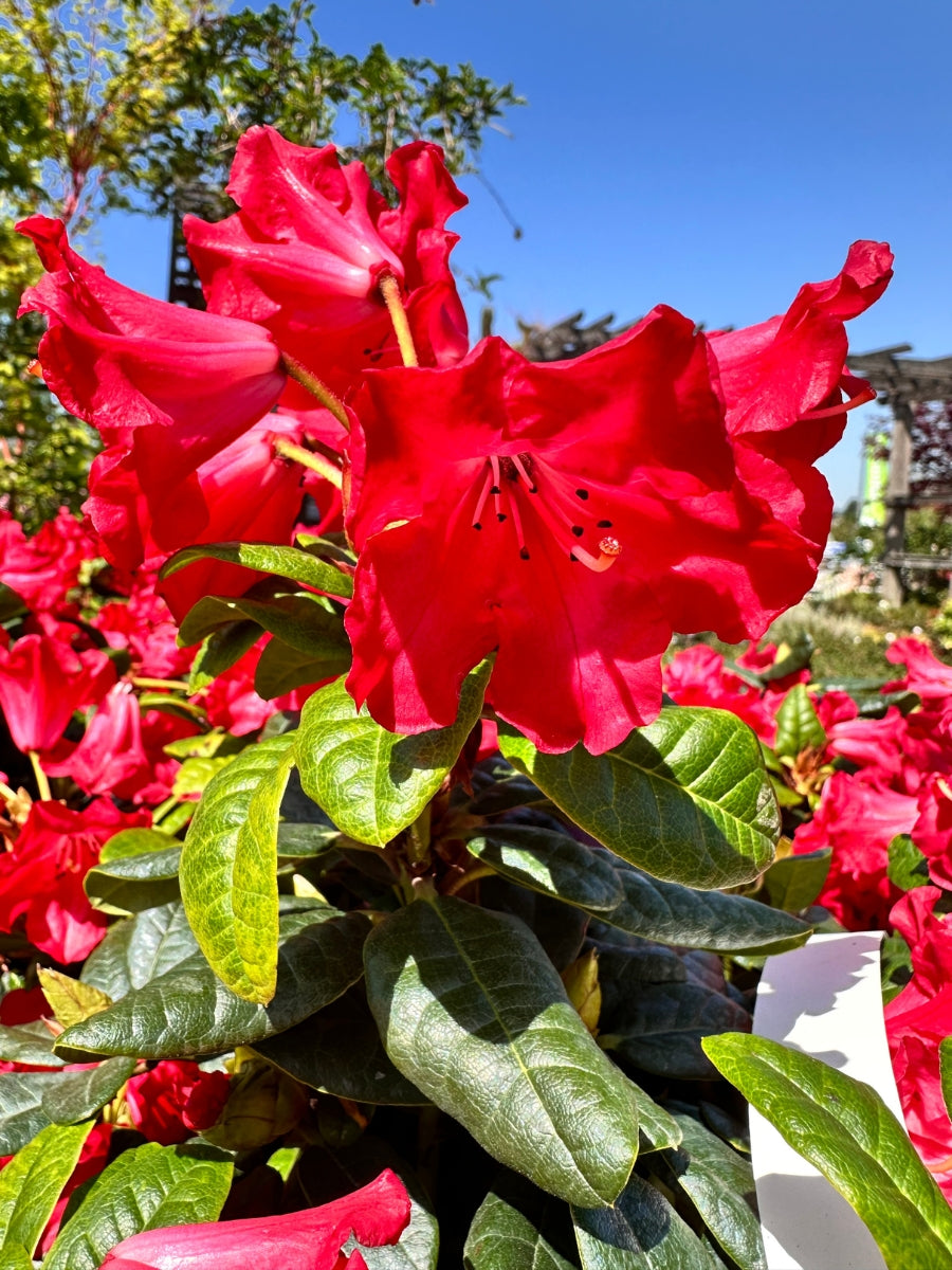 Watson's Greenhouse 