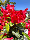 Rhododendron 'Scarlet Wonder' 5G