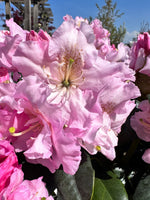 Rhododendron 'Scintillation' 5G