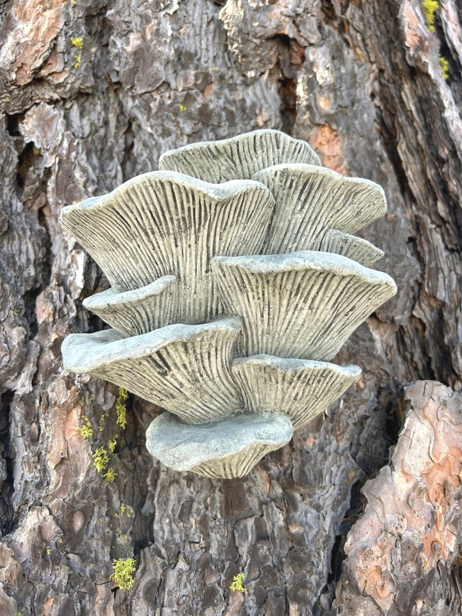 Oyster Mushroom