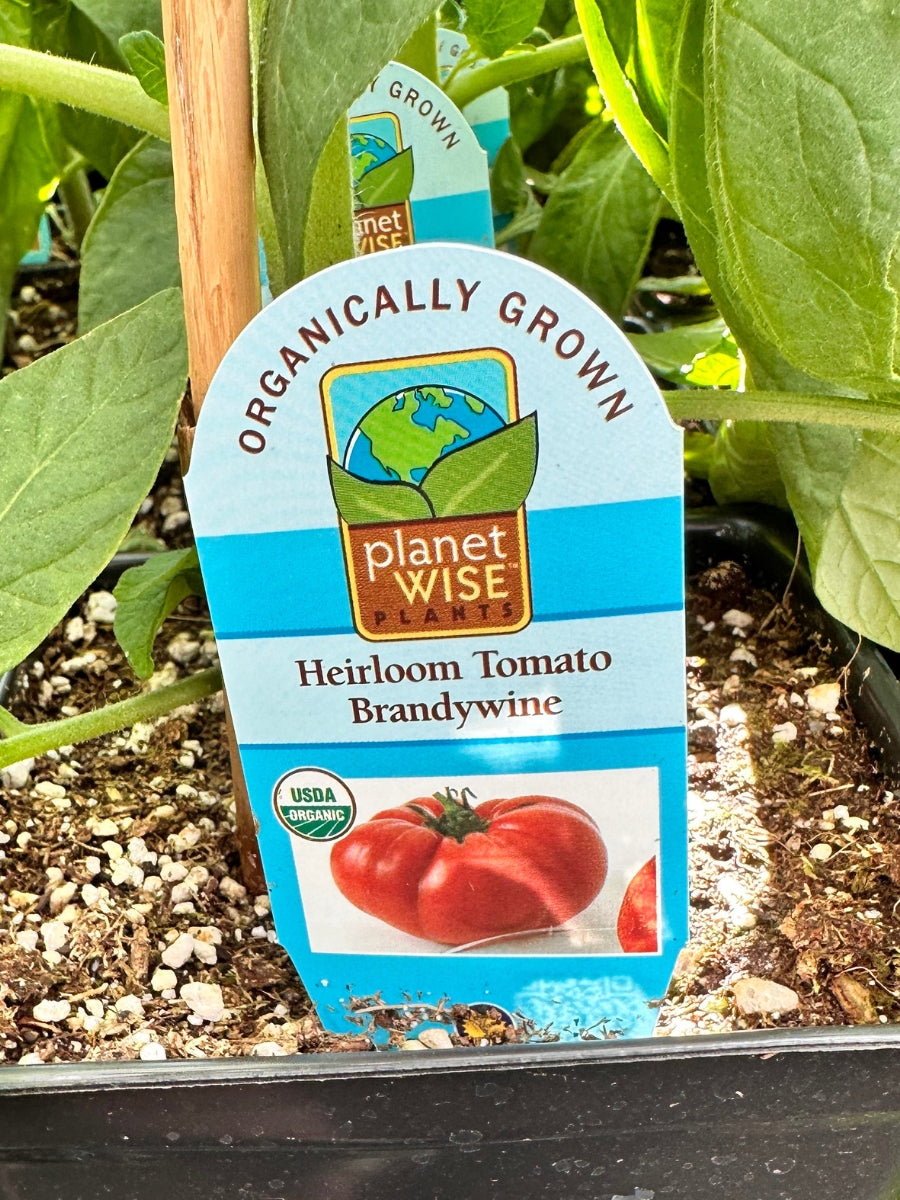 Tomato 1G | Brandywine Heirloom