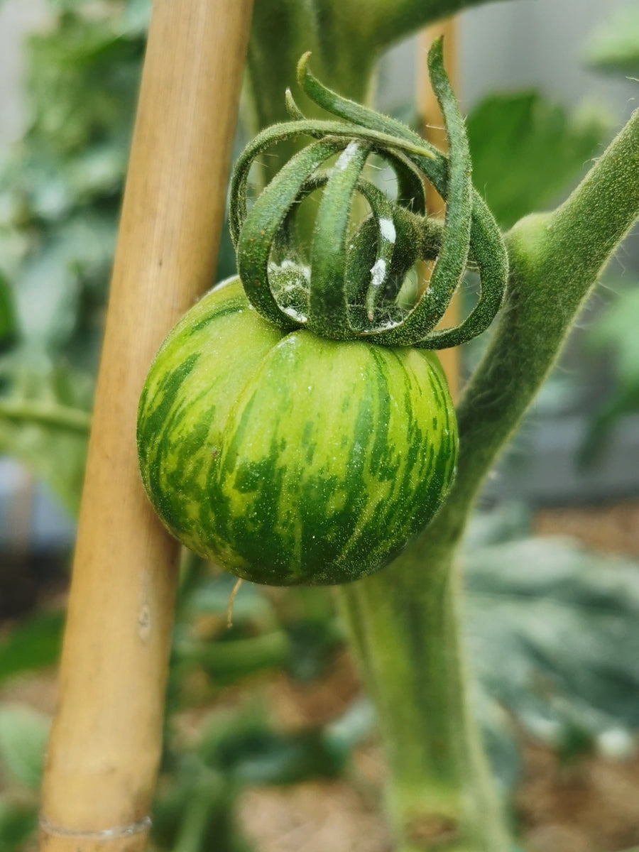 Watson's Greenhouse 