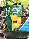 Organic Tomato 4" | Lemon Boy
