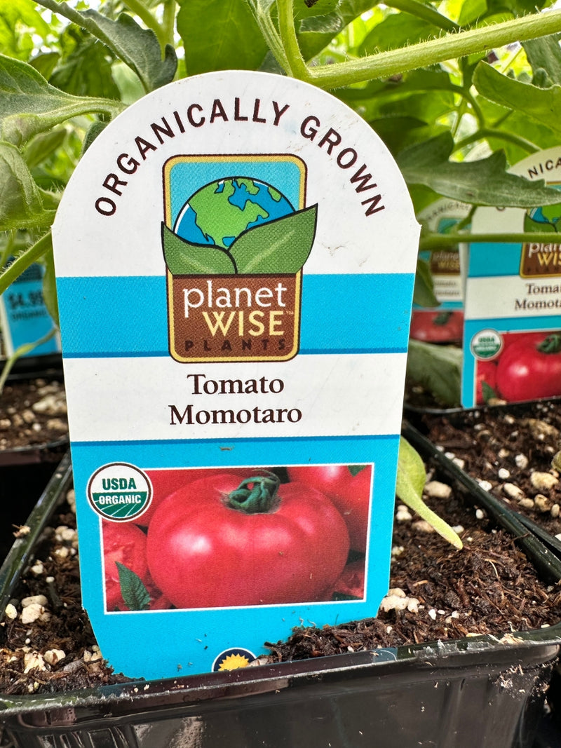 Organic Tomato 4" | Momotaro