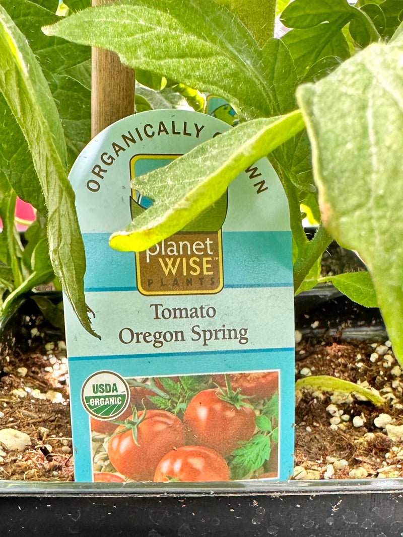 Tomato 1G | Oregon Spring