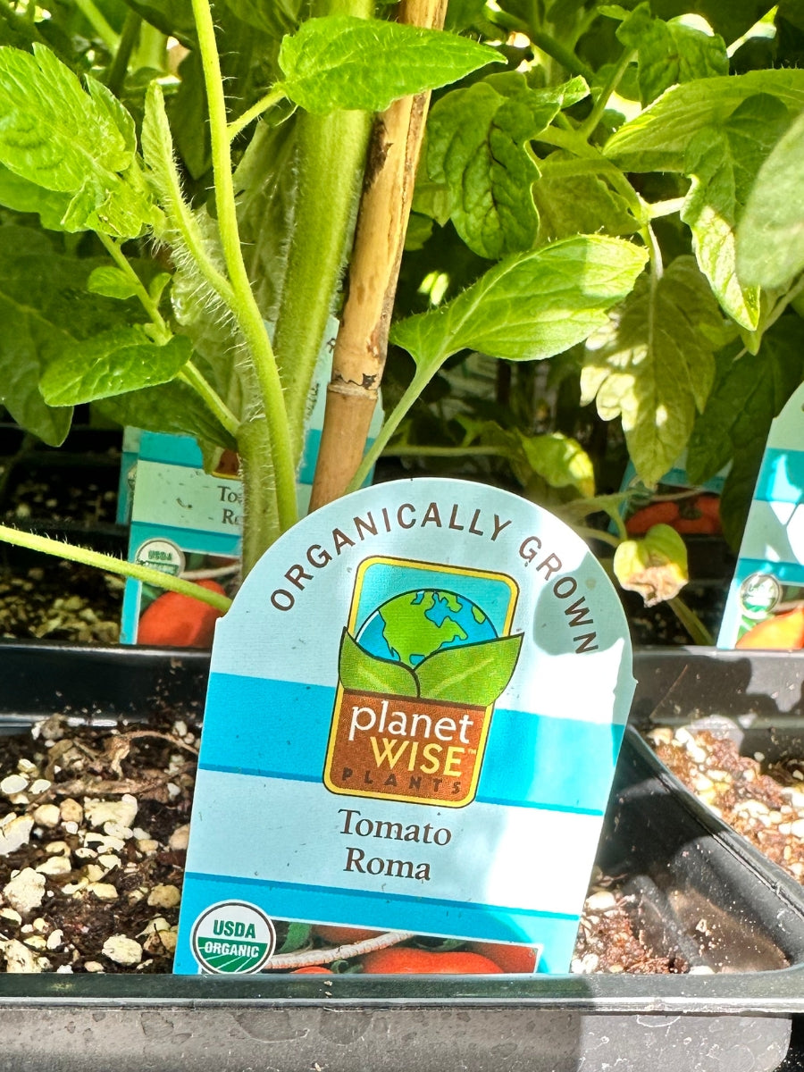 Tomato 1G | Roma