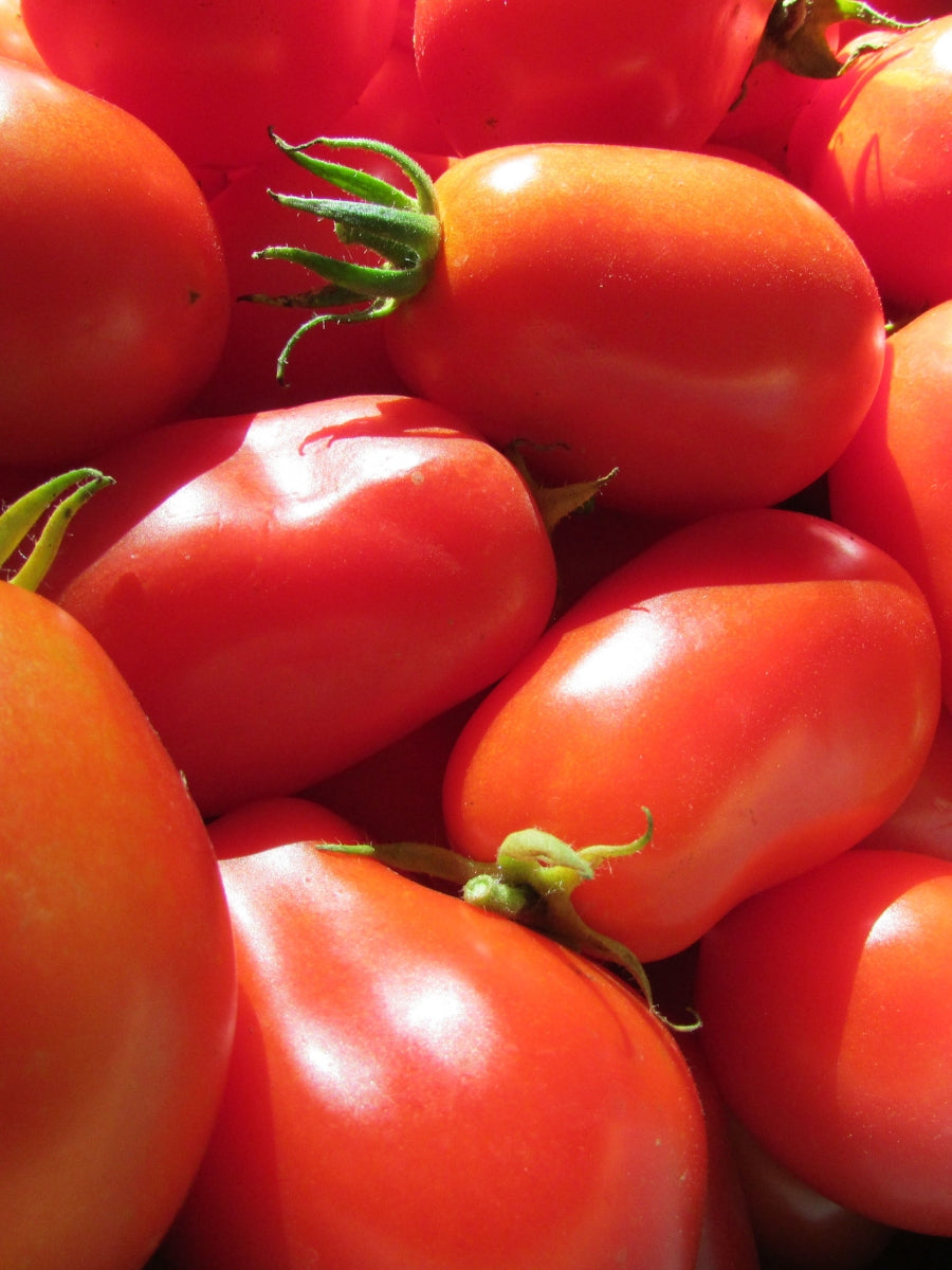 Tomato 1G | Roma
