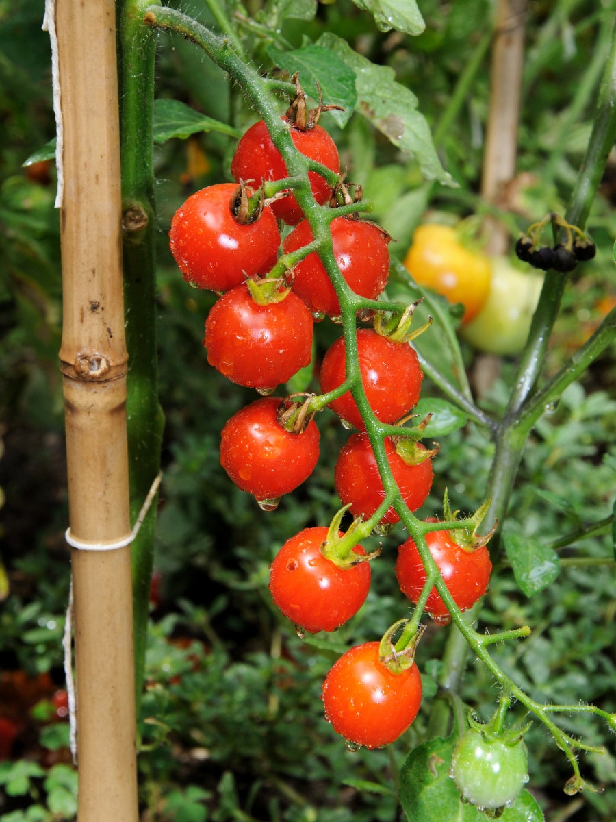 Watson's Greenhouse 