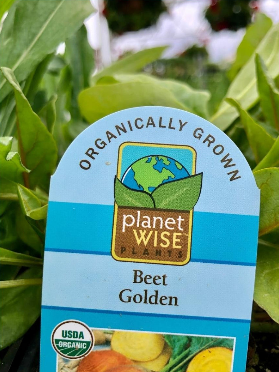 Organic Jumbo 6 Pack | Beets