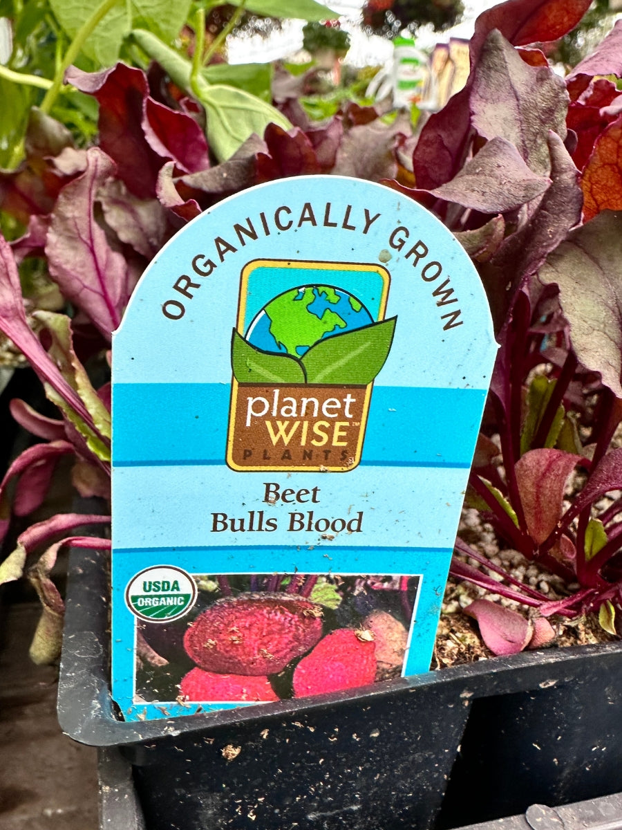 Organic Jumbo 6 Pack | Beets Red