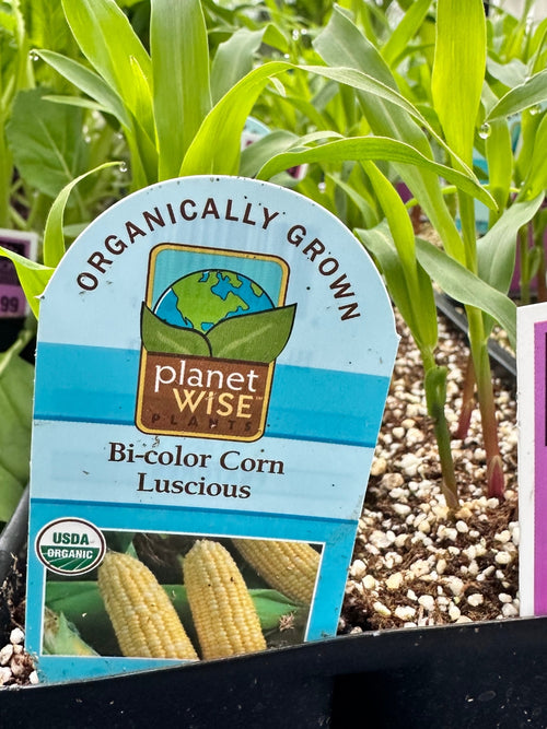 Organic Jumbo Pack | Corn