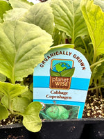 Organic Jumbo Pack | Green Cabbage