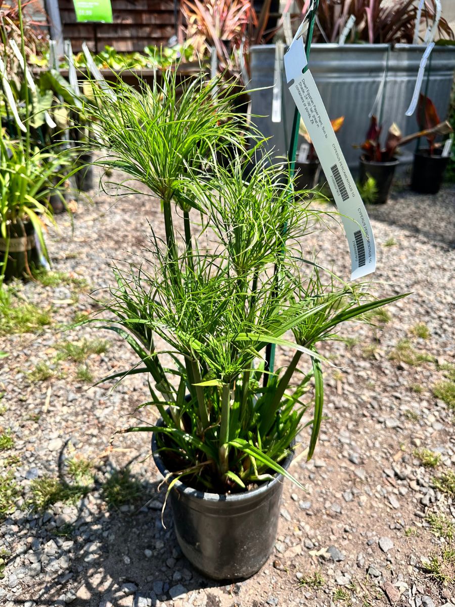 Cyperus Percamenthus 1G