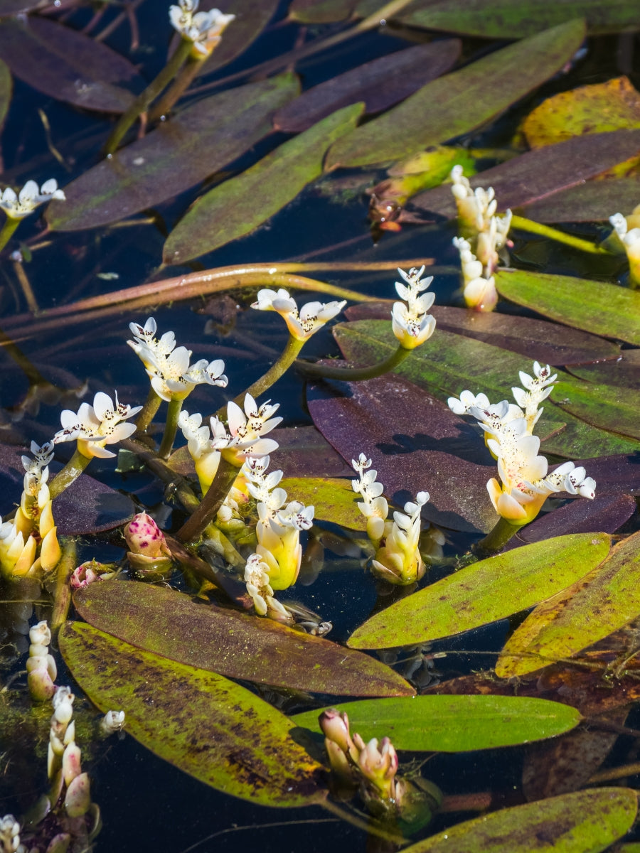 Aponogeton 'Water Hawthorne'