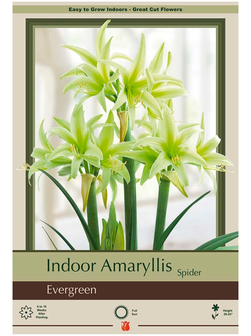 Amaryllis Evergreen Bulb
