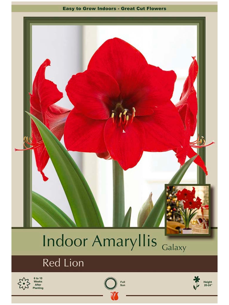 Amaryllis Red Lion Bulb