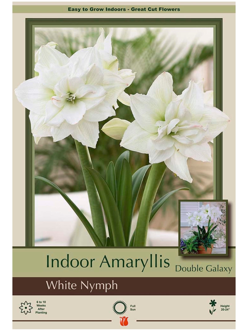 Amaryllis White Nymph Bulb