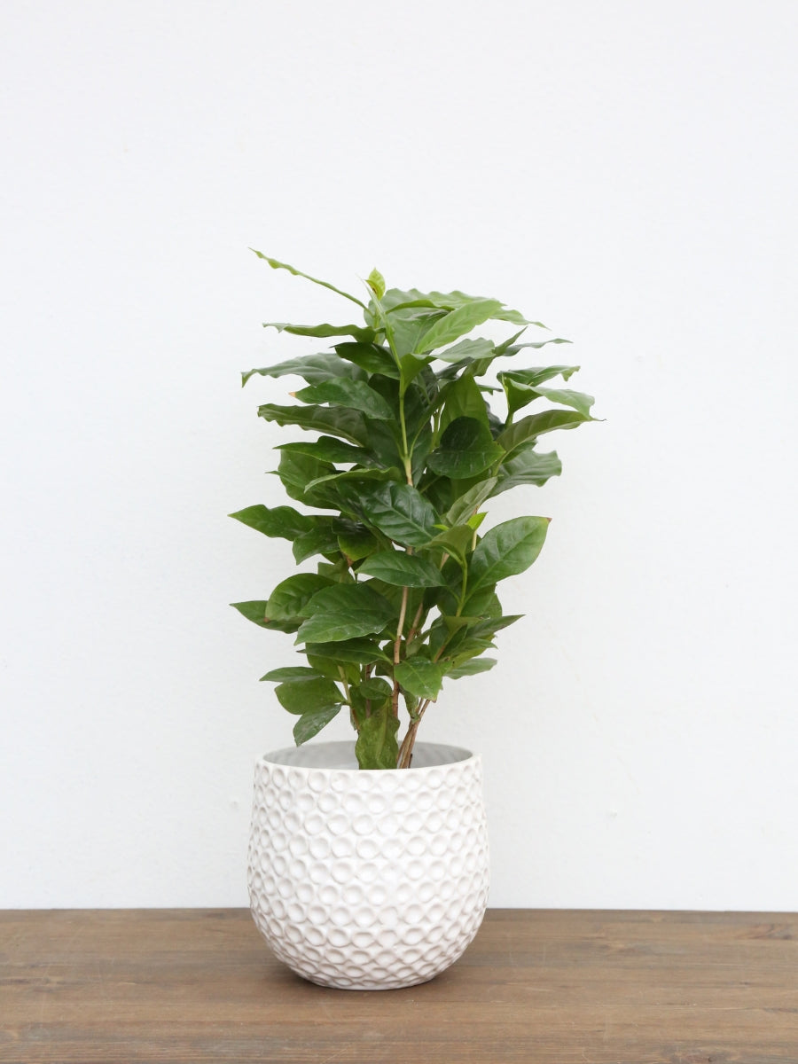 Coffee Plant