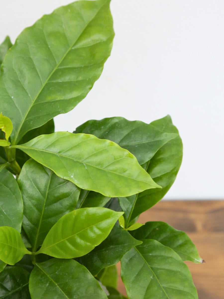 Coffee Plant