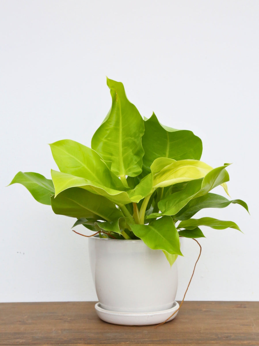 Philodendron 'Moonlight' 6