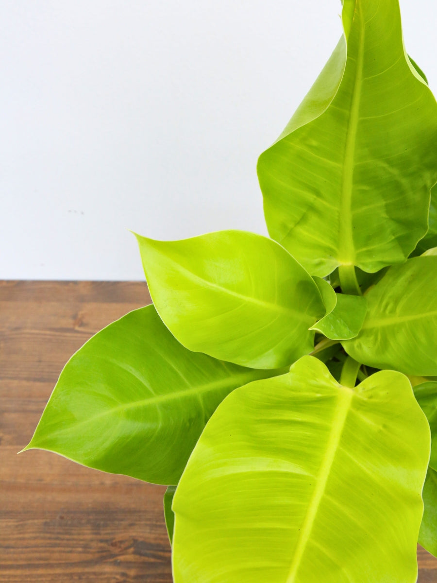 Philodendron 'Moonlight' 6