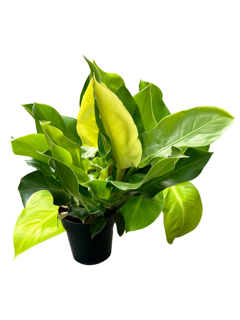 Philodendron 'Moonlight' 6"