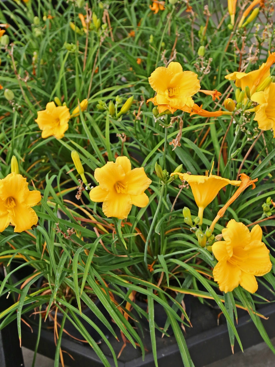 Watson's Greenhouse 