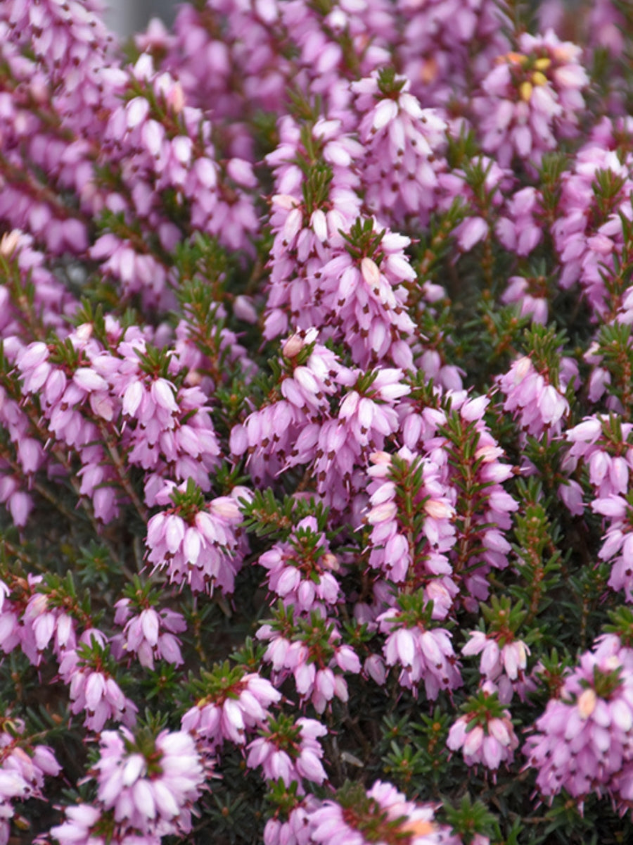 Winter Heather Erica 'Mediterranean Pink'