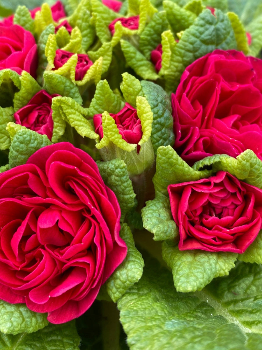 Primula Belarina 'Carmen' Qt.