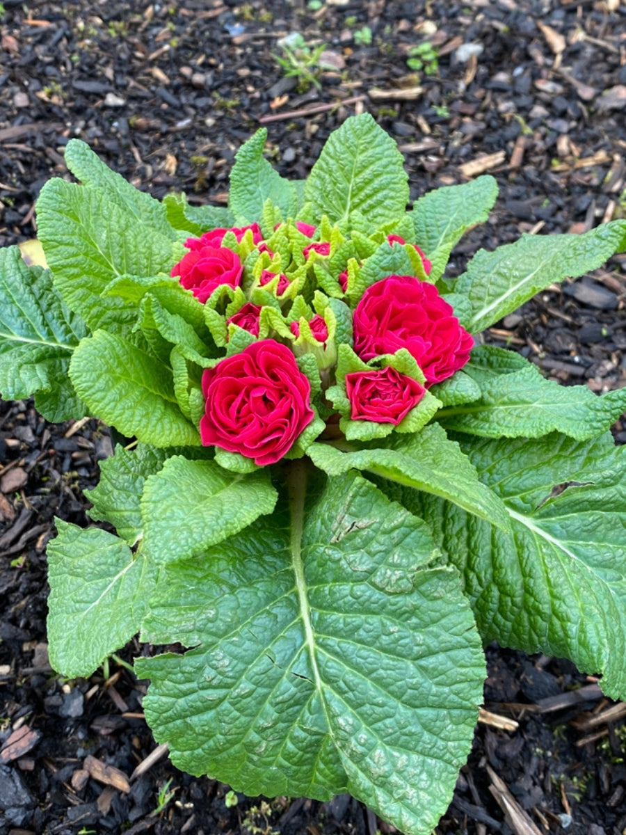 Primula Belarina 'Carmen' Qt.